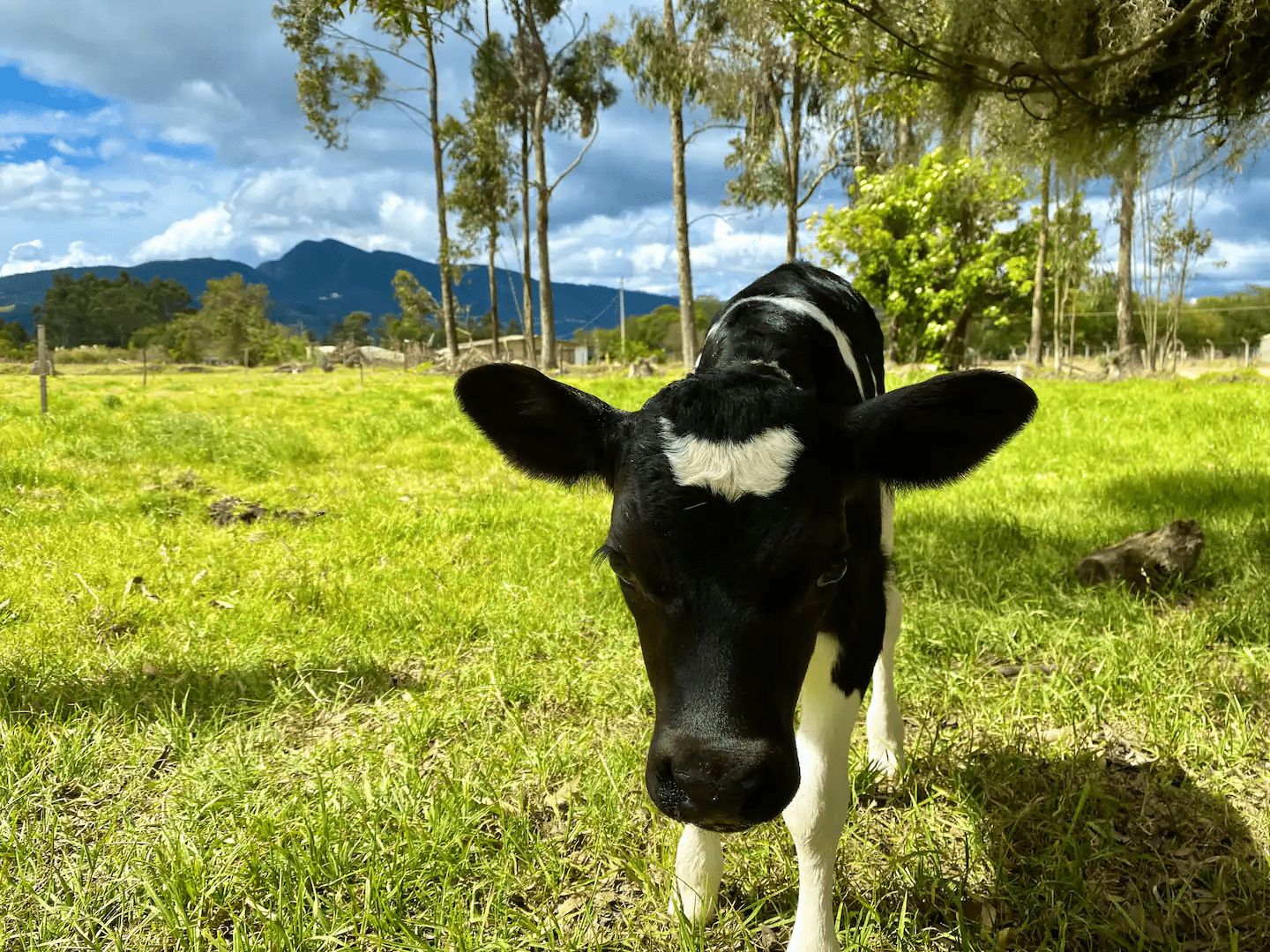 Las vacas de la finca