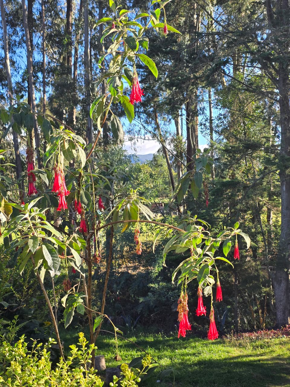 Flores silvestres en la finca