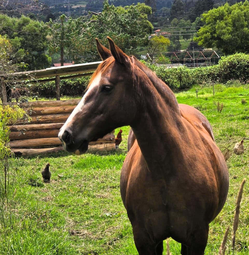 Estrellita la yegua con gallinas en la finca